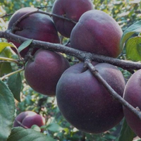 Абрикос Черный бархат купить