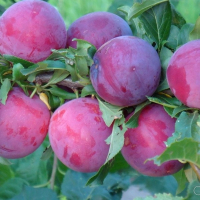 Слива Озарк премьер купить