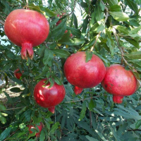 Гранат Ак-Дона купить