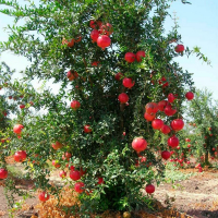 Гранат Гюлоша купить