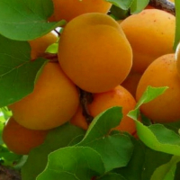 Абрикос колоновидный Принц Март купить