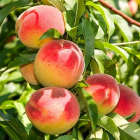 Персик колоновидный Юбилейный купить