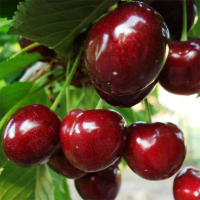Черешня Регина купить