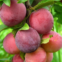 Алыча Обильная купить