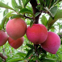 Слива диплоидная Формоза купить