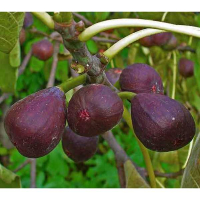 Инжир Сухумский фиолетовый купить