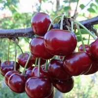 Вишня Эрди Ботермо купить