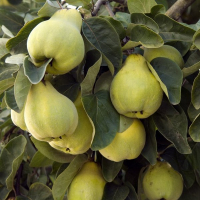 Айва Грушевая купить