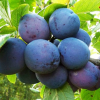 Слива Геркулес купить