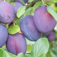 Слива Киргизская превосходная купить