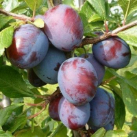 Слива Президент купить