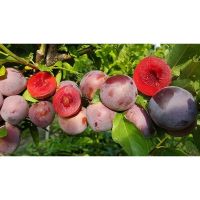 Слива диплоидная-гибрид Блек Сплендор купить