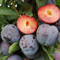 Слива диплоидная Бербанк Гигант купить