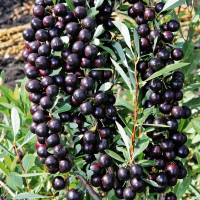 Гибрид Мейнор (вишня-слива) купить