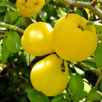 Айва Яблочная купить