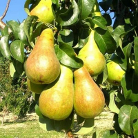 Груша Бере Жирафа купить