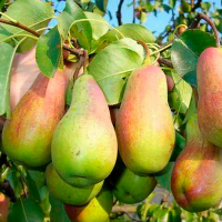 Груша Парижанка купить