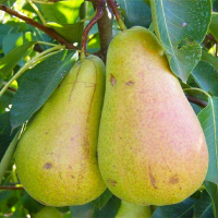 Груша Кюре купить