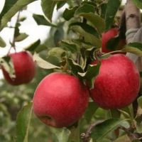 Яблоня Пирос купить