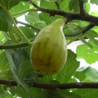 Інжир Далматський купить