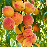 Персик Фрост купить