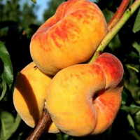Персик Инжирный Сладкий купить