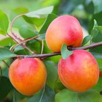 Абрикос Том Кот купить