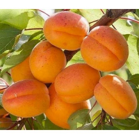 Абрикос Джумбо Кот купить