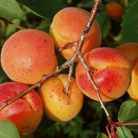 Абрикос Сильвер Кот купить