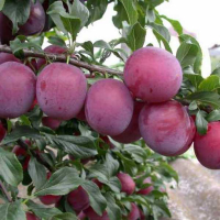 Алыча Кубанская Комета купить