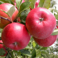 Яблоня Джонагоред купить