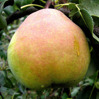 Груша Николай Крюгер купить