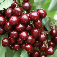 Черешня Сильвия купить