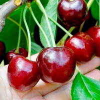 Черешня Стаккато купить