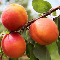 Абрикос Персиковый купить