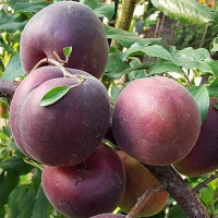 Абрикос Черный Принц купить