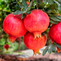 Гранат Азиатский купить