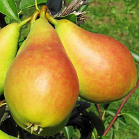 Груша Изольда купить