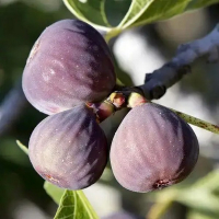 Инжир Серый Ранний купить