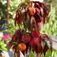 Персик карликовый Сувенир купить