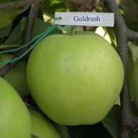 Яблоня Голд Раш купить