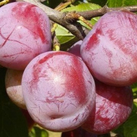 Слива Ренклод Альтана купить