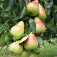 Груша карликовая Павловская купить