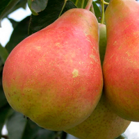 Груша Мілада купить