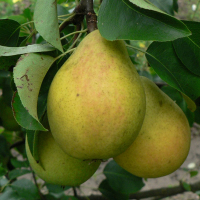 Груша Яблунівська купить