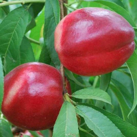 Нектарин Калдези 2000 купить