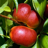 Нектарин Концеттина инжирный купить