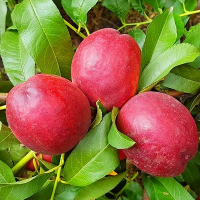 Нектарин Супер Квин купить