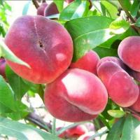 Персик инжирный Саманта купить