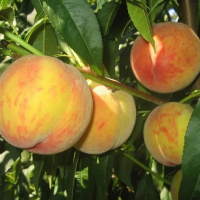 Персик Молдова поздний купить